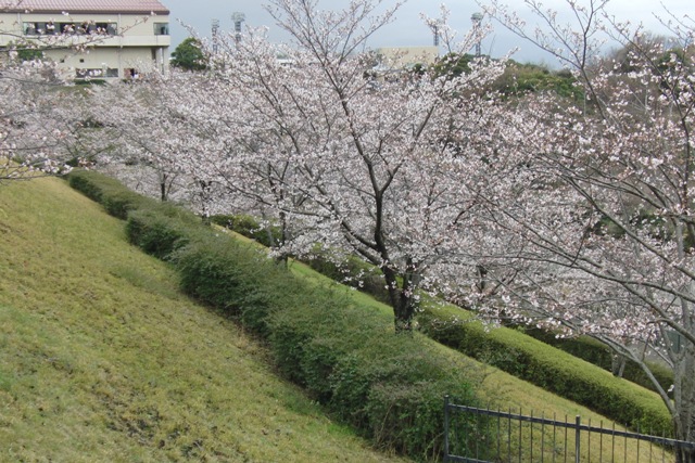 32_3_25_07.JPG - 今日の桜