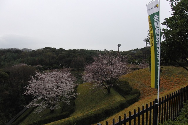 32_3_25_17.JPG - 今日の桜